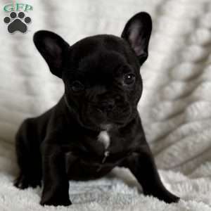 Kimmie, French Bulldog Puppy