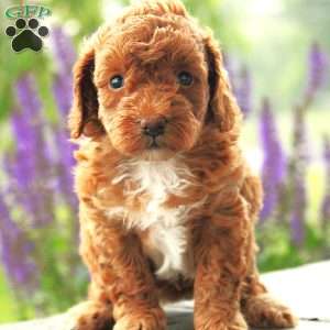 Everly, Toy Poodle Puppy