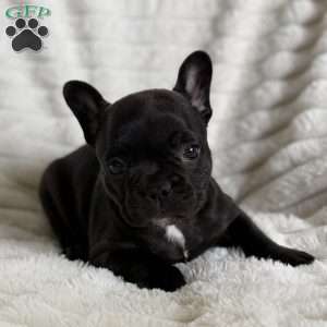 Kimmie, French Bulldog Puppy