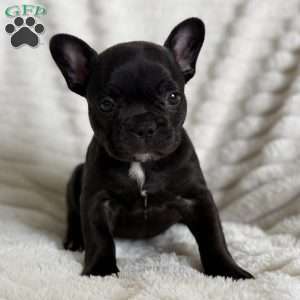 Kimmie, French Bulldog Puppy
