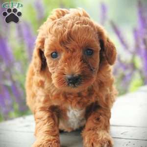 Erica, Toy Poodle Puppy