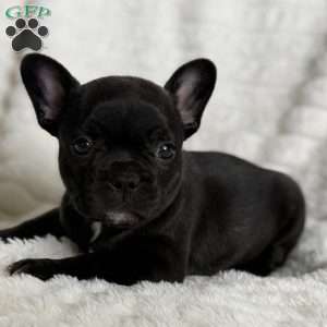 Kimmie, French Bulldog Puppy