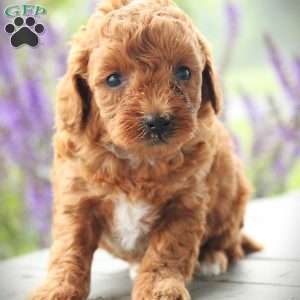 Erica, Toy Poodle Puppy