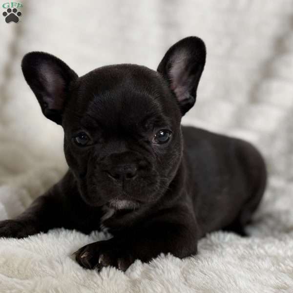 Kimmie, French Bulldog Puppy