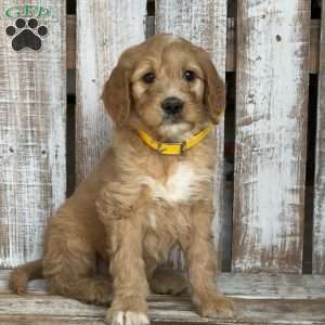 Jasper, Goldendoodle Puppy