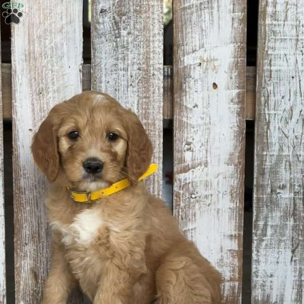 Jasper, Goldendoodle Puppy