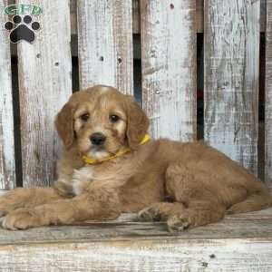 Jasper, Goldendoodle Puppy