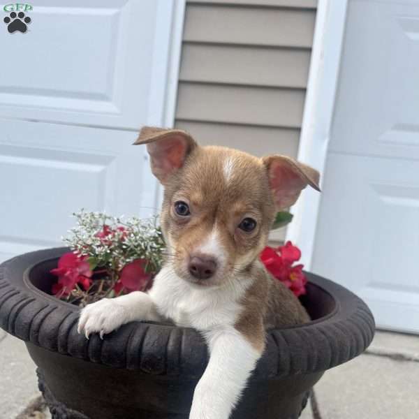 Rylie, Rat Terrier Puppy