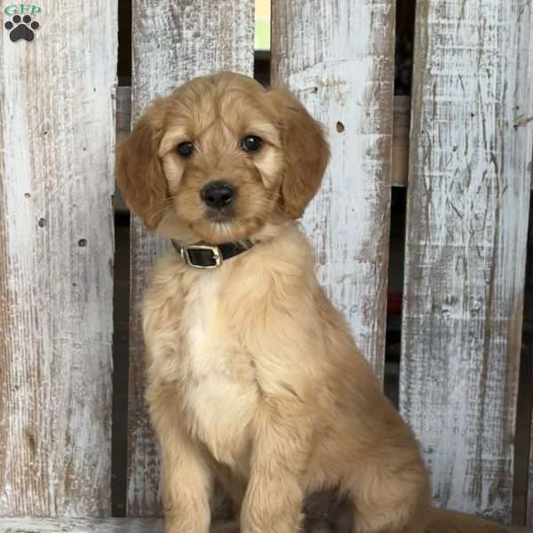 Jody, Goldendoodle Puppy