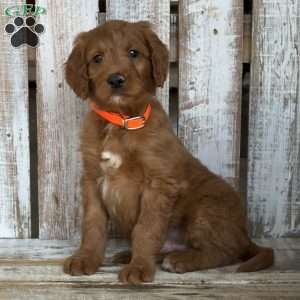 Jimmy, Goldendoodle Puppy