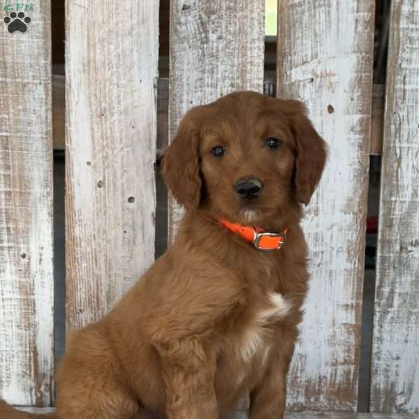 Jimmy, Goldendoodle Puppy