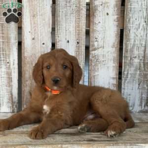 Jimmy, Goldendoodle Puppy
