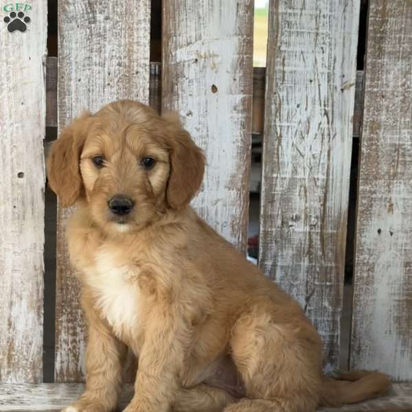 Josie, Goldendoodle Puppy