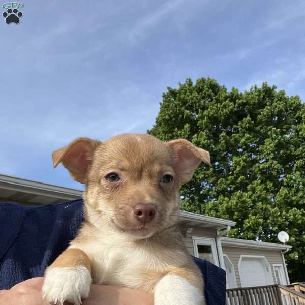 Rusty, Rat Terrier Puppy