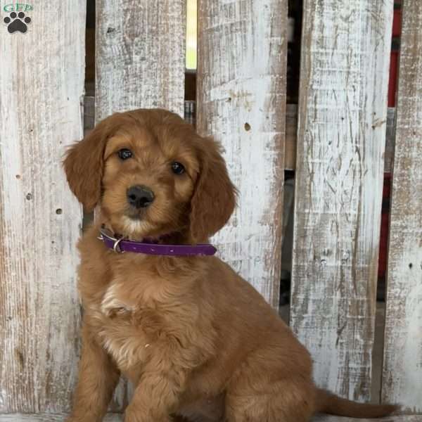 Juli, Goldendoodle Puppy