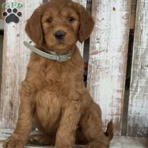 Johnny, Goldendoodle Puppy