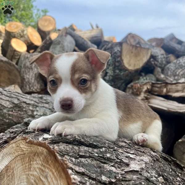Ranger, Rat Terrier Puppy