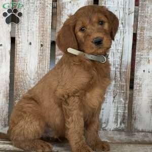 Johnny, Goldendoodle Puppy