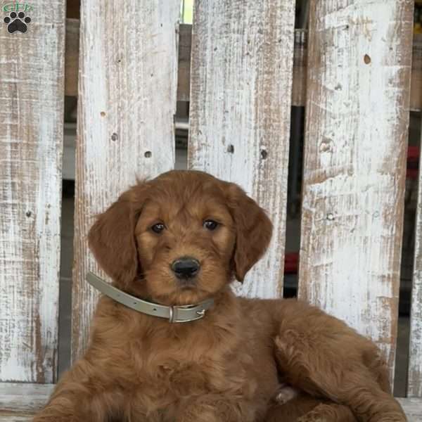 Johnny, Goldendoodle Puppy