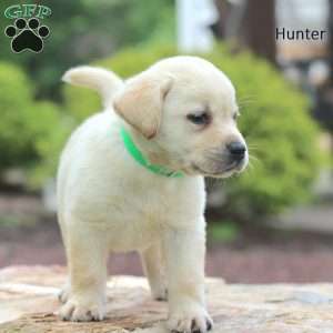 Hunter, Yellow Labrador Retriever Puppy