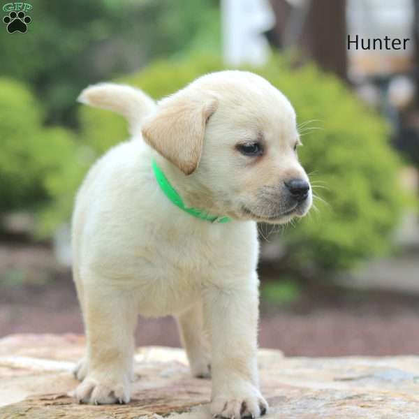Hunter, Yellow Labrador Retriever Puppy