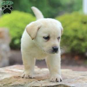 Hunter, Yellow Labrador Retriever Puppy