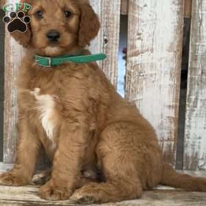Joey, Goldendoodle Puppy