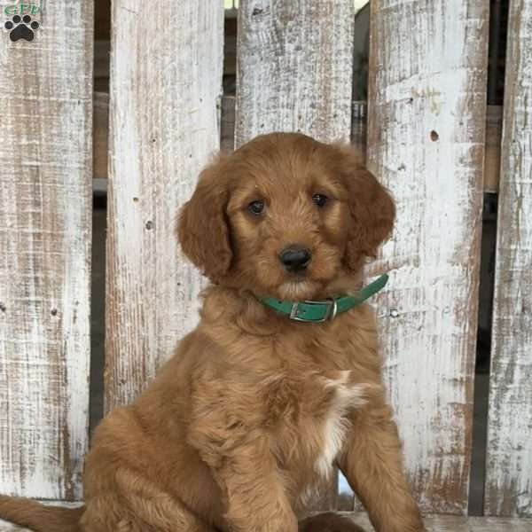 Joey, Goldendoodle Puppy