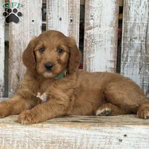 Joey, Goldendoodle Puppy