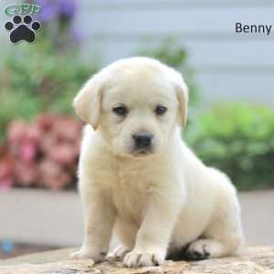 Benny, Yellow Labrador Retriever Puppy