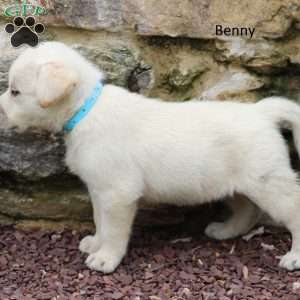 Benny, Yellow Labrador Retriever Puppy
