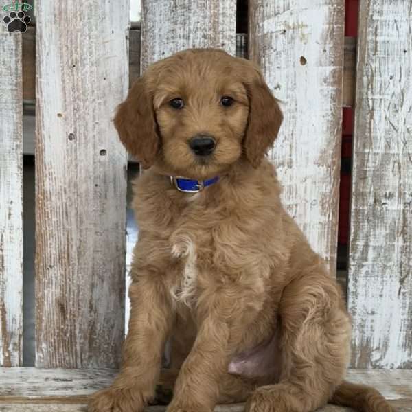 Junior, Goldendoodle Puppy