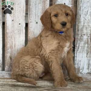Junior, Goldendoodle Puppy