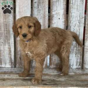 Junior, Goldendoodle Puppy