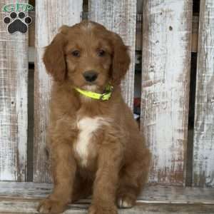 Justin, Goldendoodle Puppy