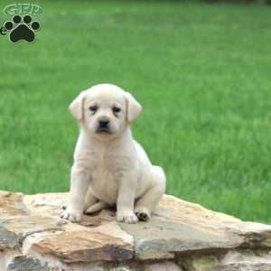 Tessie, Yellow Labrador Retriever Puppy