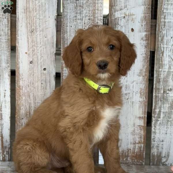 Justin, Goldendoodle Puppy