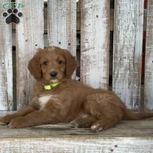 Justin, Goldendoodle Puppy