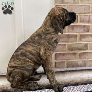 Sequoia, English Mastiff Puppy