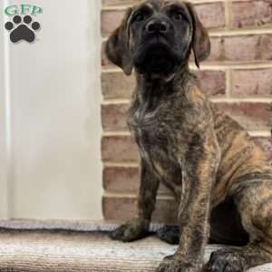 Sequoia, English Mastiff Puppy