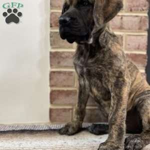 Sequoia, English Mastiff Puppy