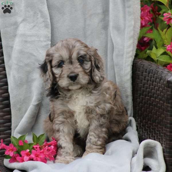 Sammy, Cavapoo Puppy