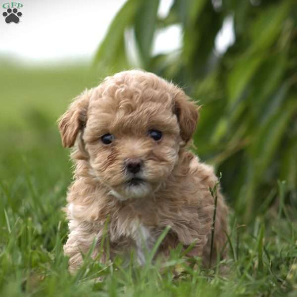 Carmen, Toy Poodle Mix Puppy