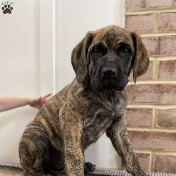Sequoia, English Mastiff Puppy