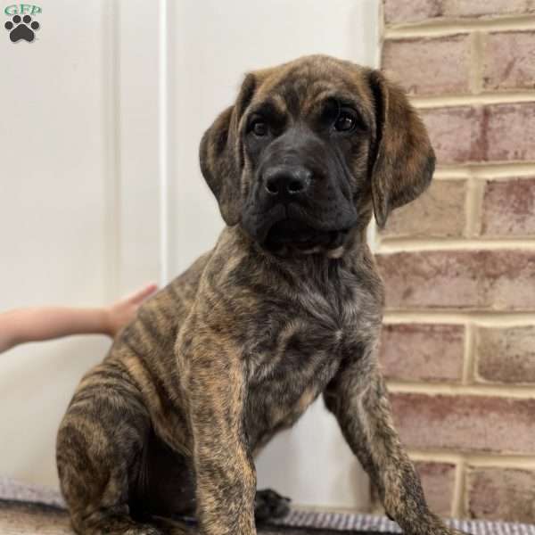 Sequoia, English Mastiff Puppy