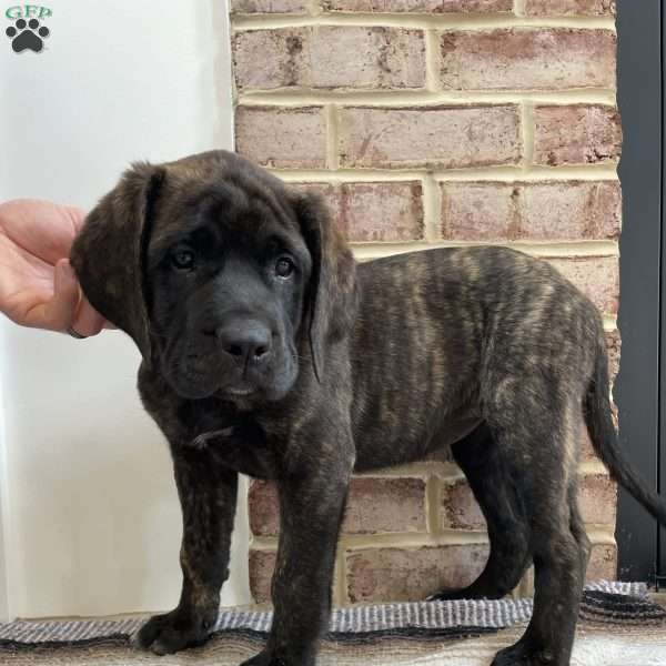 Denali, English Mastiff Puppy