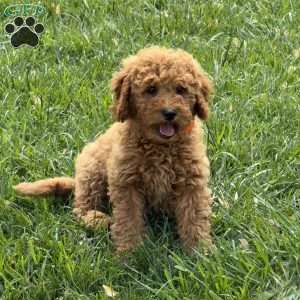 Alice, Mini Goldendoodle Puppy