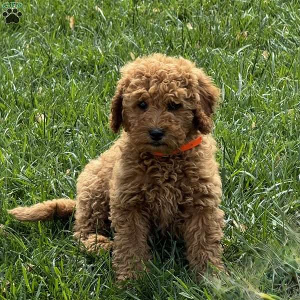 Alice, Mini Goldendoodle Puppy