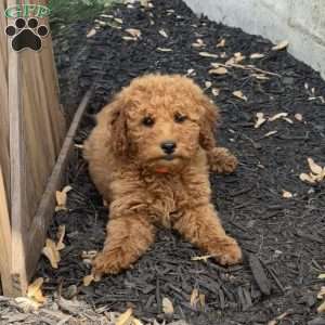 Alice, Mini Goldendoodle Puppy