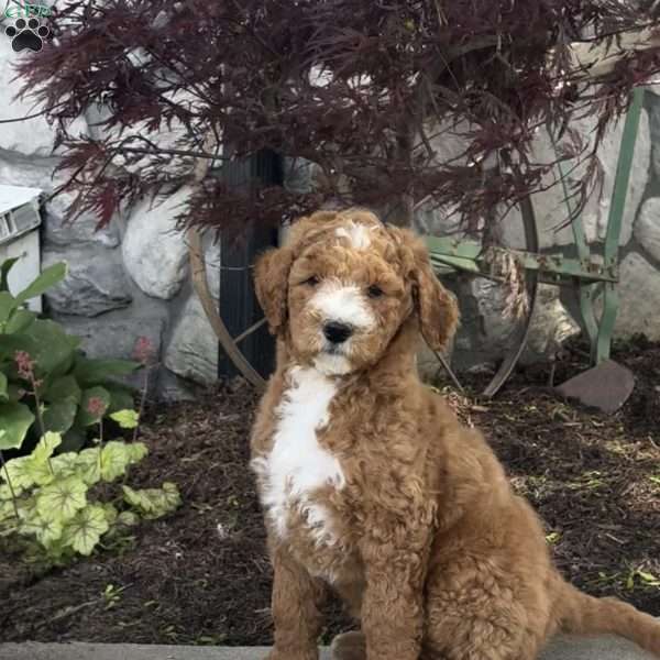 Astro, Goldendoodle Puppy